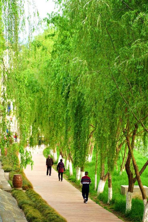 嫩绿的垂柳随风飘曳,婀娜多姿满树春意,这是广元春天最美的景色.