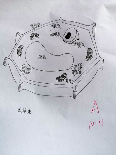 观细胞之微,感生命之美---卓立2019级动植物细胞结构图(绘画,模型)