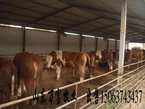 辽宁省西门塔尔养殖场养牛的利润是多少