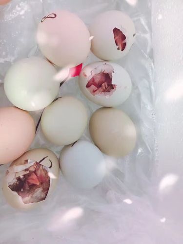 小鸡孵化记——衢州市实验学校新湖校区一(3)班 章辰汐