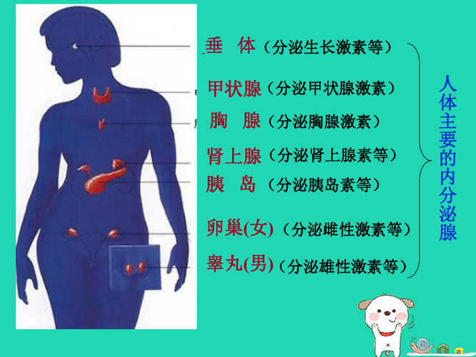 6163人体的激素调节课件27张ppt