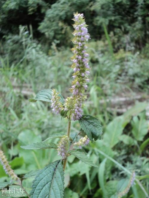 大人采乐晒干泡茶,据说能治咳嗽(不知道学名叫什么,老家叫:金盖(音)