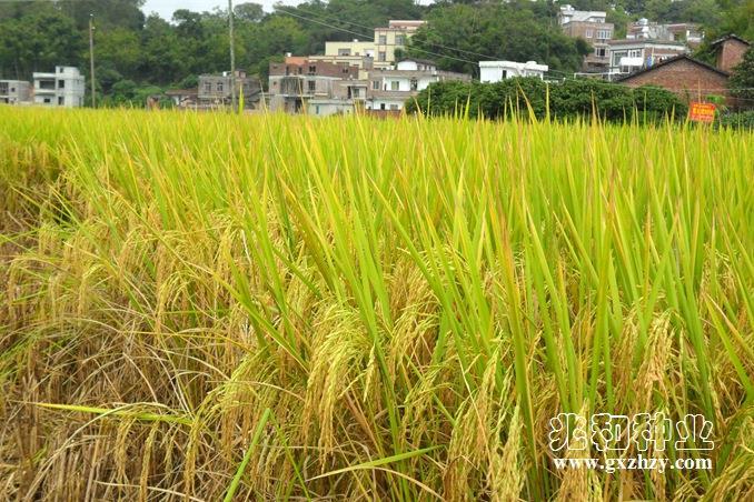 被农民集体认可的水稻品种兆丰优8008