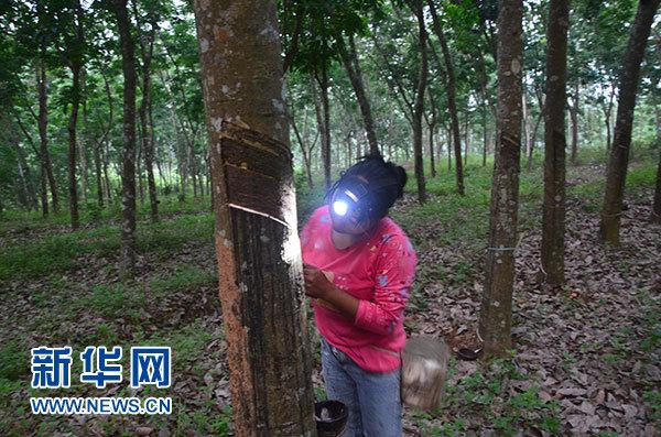 割胶女工的一天