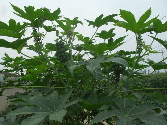 冰麻子植物图片