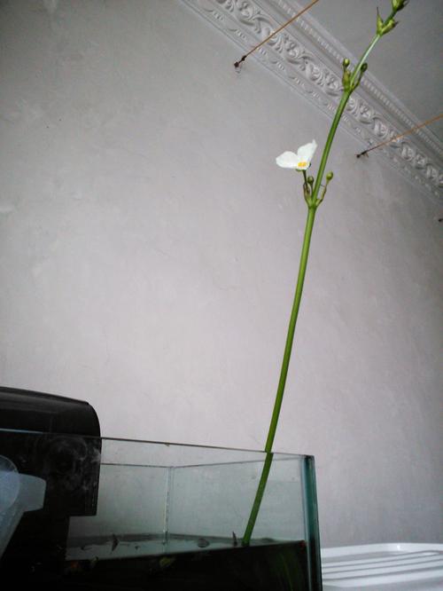 水…水草开花了!