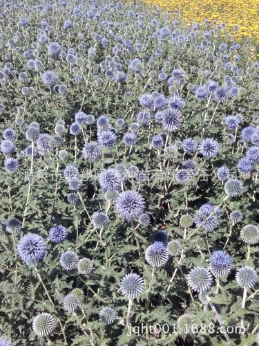 花卉种子 蓝刺头 蓝星球 种子批发 盆栽花卉种子 厂家直销