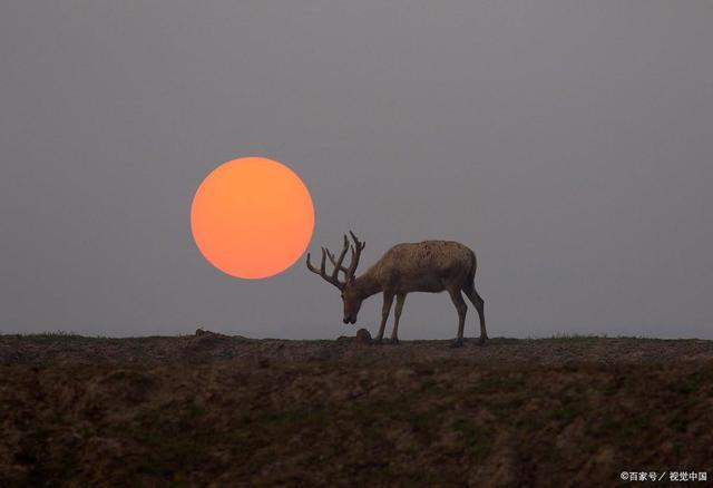 夕阳下的麋鹿,希望大家共通保护好这群leesu