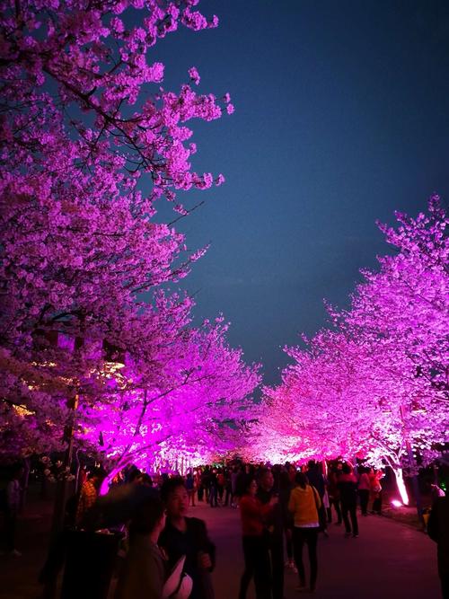 樱花谷夜景,展现了夜樱的妩媚