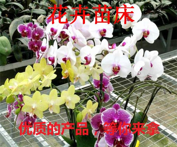 温室大棚花卉移动苗床多肉植物育苗床