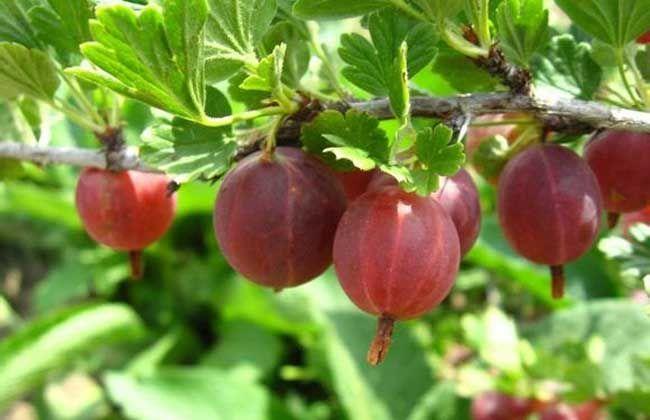 原创农村南方的灯笼泡野果北方的红姑娘果那些年你吃过的水果