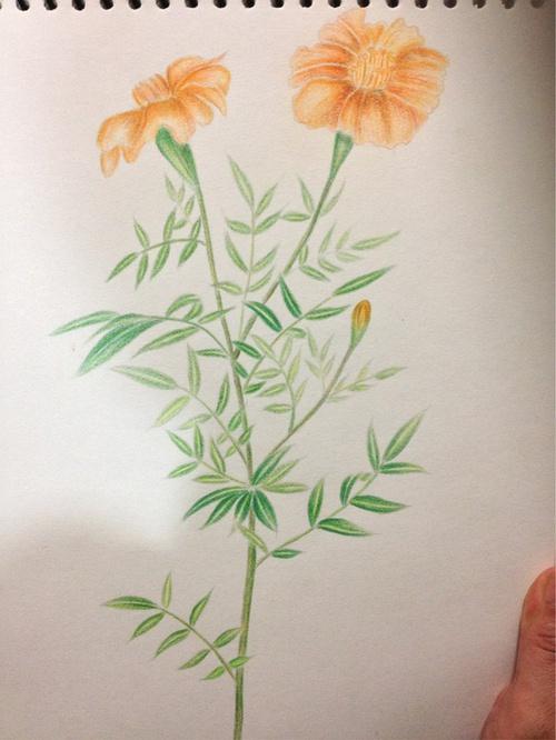 好久没画之孔雀草