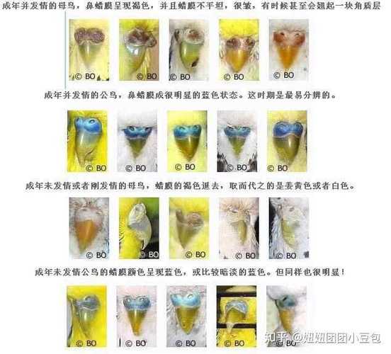 3,虎皮鹦鹉成年公母和中期的虎皮鹦鹉的蜡膜分析方法差不多,公鸟的