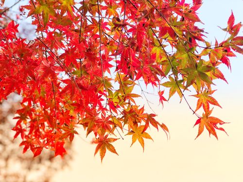 红枫树