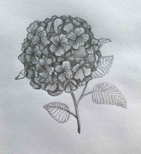 用素描画的,满天星花!一束,一株都行