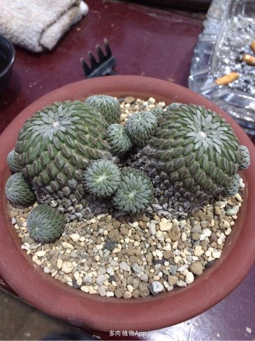 仙人球 2016-04-13 15:34:32