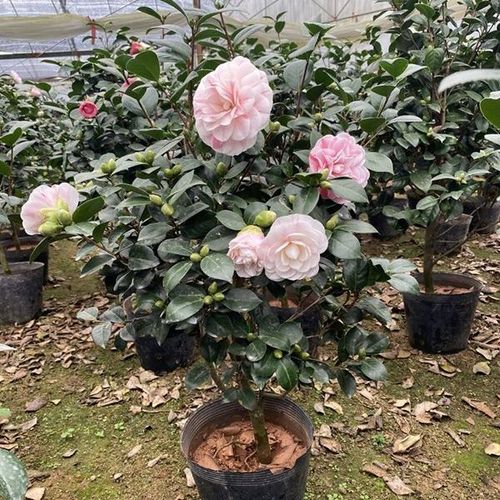 七仙女品种茶花植物盆栽一树多色阳台庭院种植苗木带