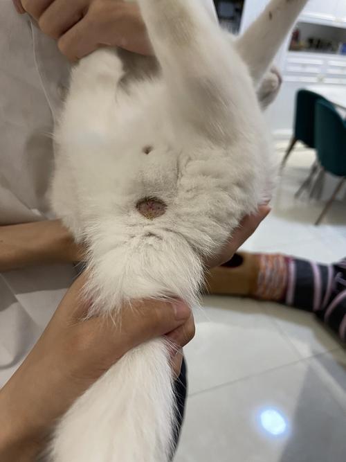 请问猫咪这样是不是脱肛了(有图,慎入)