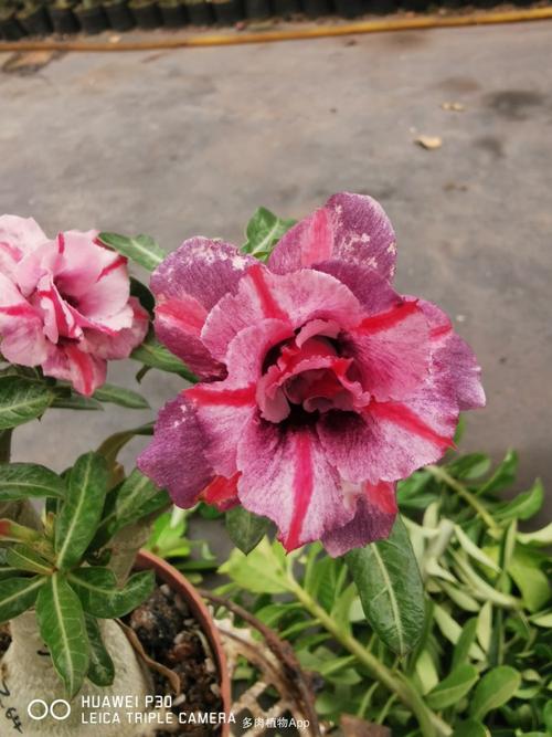 沙漠玫瑰部分花色图