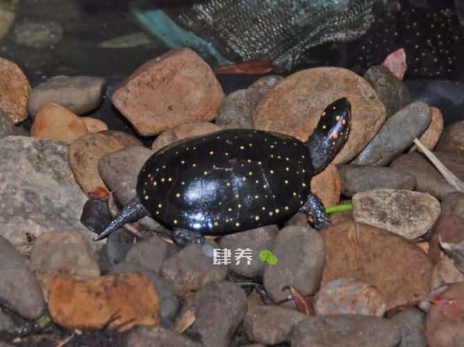 星点水龟