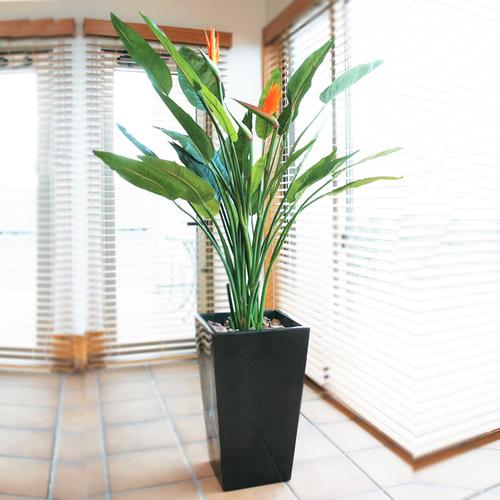 天堂鸟盆栽真花大型花卉植物室内绿植客厅鹤望兰花苗甲醛四季好养