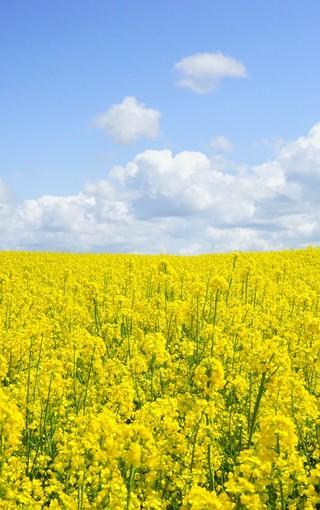 高清自然风景花海图片壁纸2