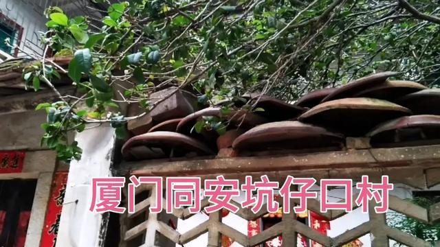厦门同安坑仔口村奇特的景象哈哈哈