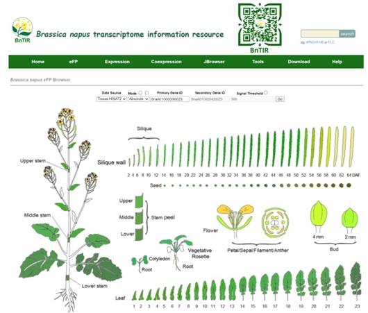 科学家发布油菜转录组数据库
