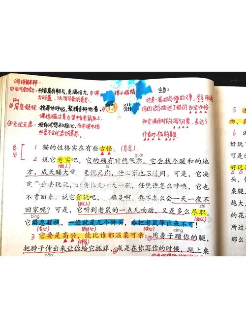 四年级下册第13课猫课堂笔记分享