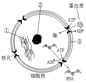 图为细胞核结构模式图,下列有关叙述不正确的是