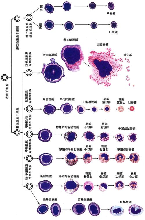 血细胞发生模式图