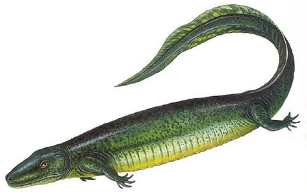 引螈(eryops)是石炭纪,二叠纪陆地上最大的动物之一.体长1.