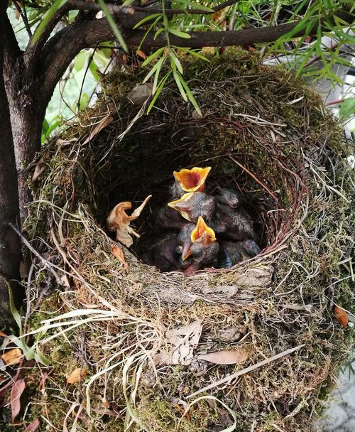 阳台杜鹃花盛开 小鸟筑巢孵化录