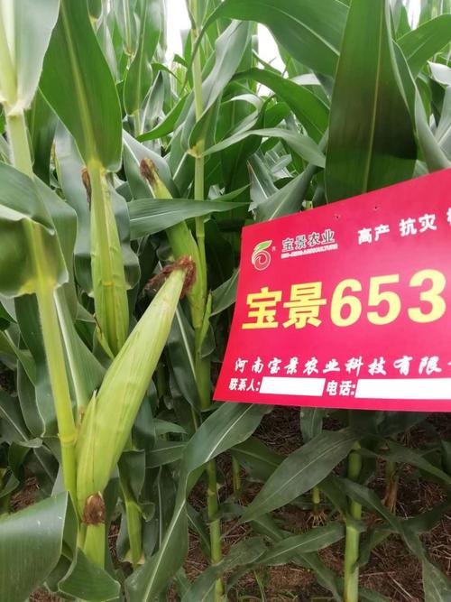宝景653s,玉米中的plus【2020】