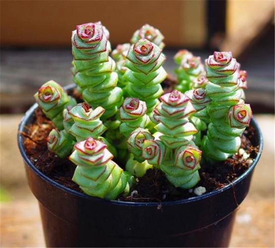 多肉钱串长得慢不爆盆?"1剪1插"2个小动作,1盆变多盆