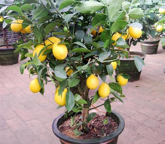 四季香水柠檬树苗   柠檬真的是个好东西,喜欢吃的人越来越多,富含