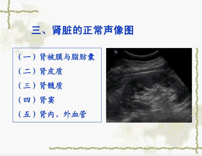 正常肾脏的超声诊断