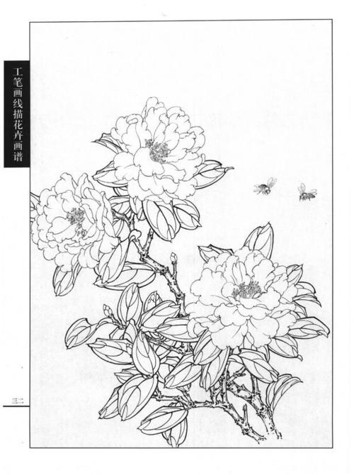 工笔画线描花卉画谱(茶花篇)