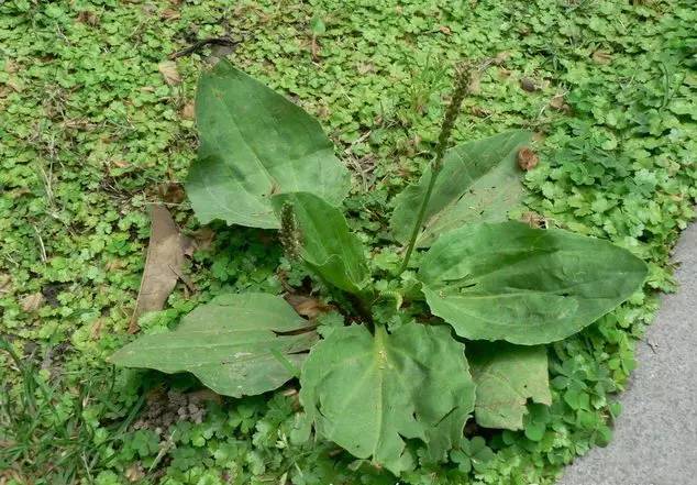 常见的42种中草药及其功效,收藏--熙华行修特旅