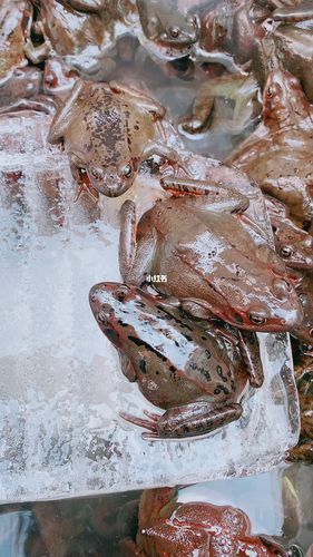 快乐的小青蛙肚子里满满都是油,香极了_小青蛙_人参_东北特产_美食