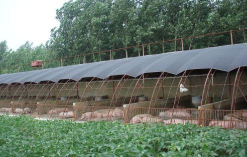 图1 夏季阳光猪舍图2 冬季阳光猪舍6.