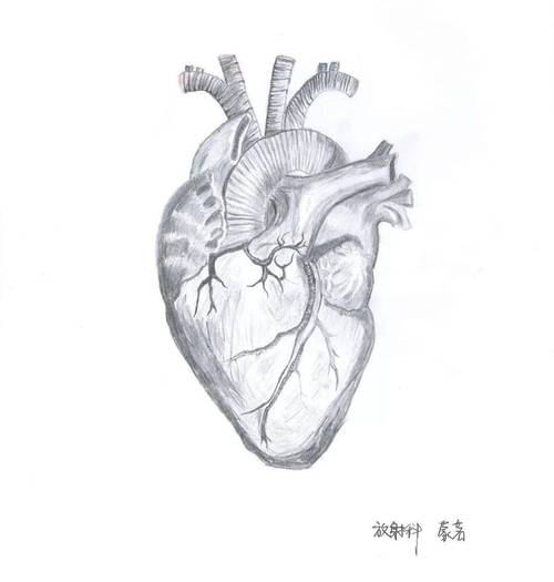 手绘人体解剖图