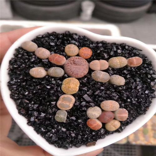 多肉植物生石花组合拼图 生石花大闸蟹 蜻蜓造型屁屁花连盆土发货