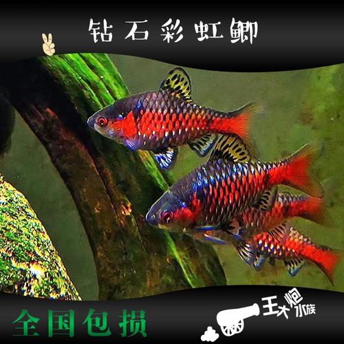 诚森钻石宝石彩虹鲫鱼活体草缸高档热带鱼进口鱼