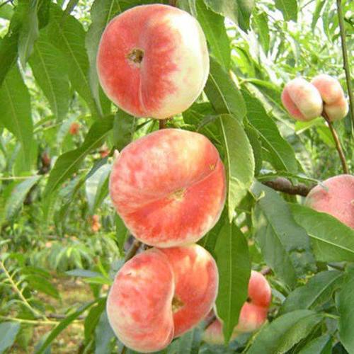 果树苗蟠桃树苗 南方种植嫁接地栽当年结果盆栽盘桃树苗北方种