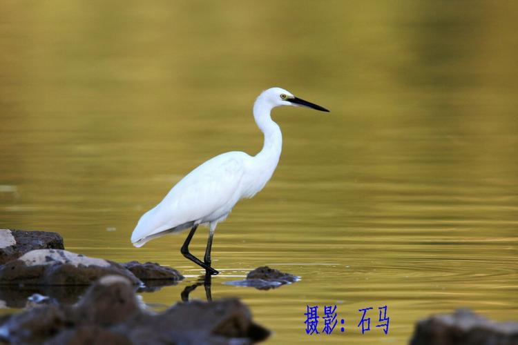 老功课复习:几种白色鹭鸟的简单识别