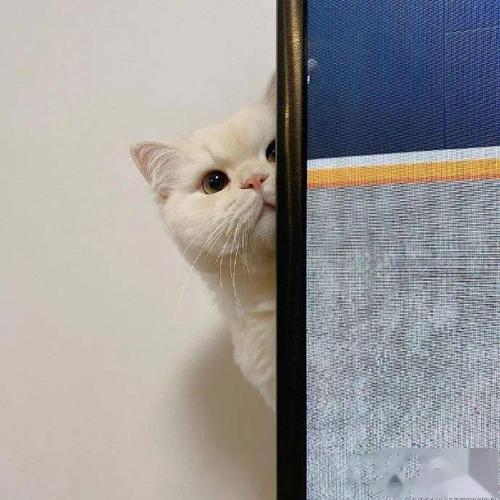 上个厕所都要被猫咪偷瞄,一定隐私都没有了