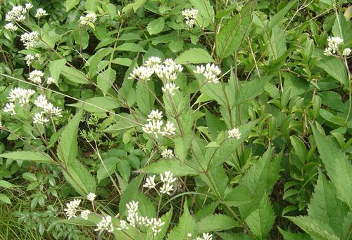 泽兰的相关配伍