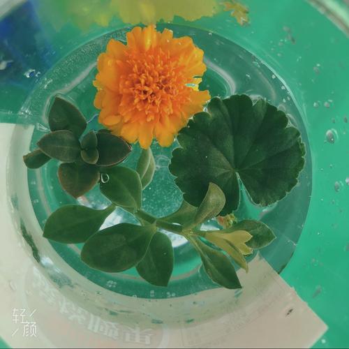 大一班寒假生活指导——手工制作篇《好看的冰花》