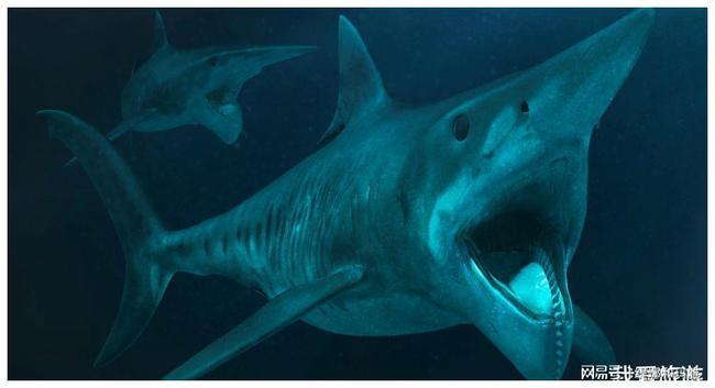 世界上最大的鲨鱼